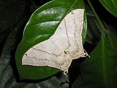 Therinia lactucina (Saturniidae, Oxyteninae)