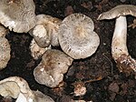 Tricholoma pardinum.