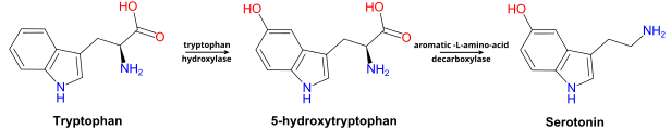 Metabolismo da Triptofano a Serotonina