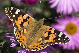 Vanessa cardui, painted lady