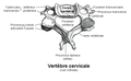 Une vertèbre cervicale.