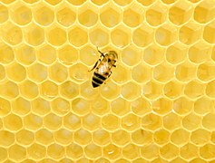 A Western honey bee on a honeycomb