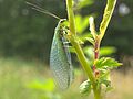 Chrysopa perla (Chrysopidae)