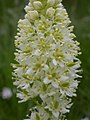 Détail de l'inflorescence.