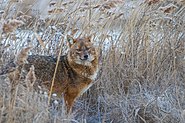 Golden jackal