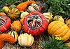 An assortment of fruits of Cucurbita, a genus Whitaker vastly increased the knowledge of