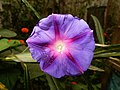 Ipomoea purpurea - Wesserling, França