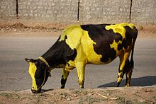 Mysuru Decorated Cow. January 2017