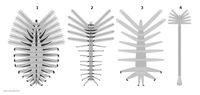 Schematic reconstruction of four luolishaniids, possibly the closest known fossil relatives of modern tardigrades