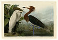 Plate 256, Purple Heron, of Pitt's digitized collection of Audubon's Birds of America