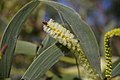 Acacia leiocalyx inflorescences, 7th Brigade Park, Chermside, Queensland.