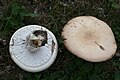 Agaricus urinascens sin. Agaricus macrosporus