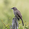 Kruger National Park, South Africa