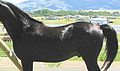 Little black mare's sire, DNA tested homozygous black, summer photo