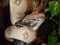 Boa constrictor (Boa constrictor imperator, Boidae)