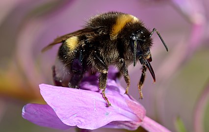 White-tailed bumblebee on a flower
