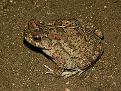 Description de l'image Bufo maculatus02.jpg.