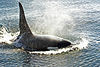 Now regarded as beautiful, until the mid-1960s killer whales were widely believed to be savage and dangerous.