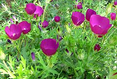 Description de l'image Callirhoe involucrata group.jpg.