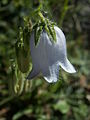 Campanule barbue, calice (sépales et divisions réfléchies).