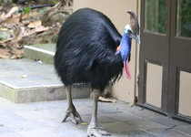 Southern cassowary (Casuarius casuarius)