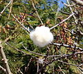 An open seed pod on a Silk Floss tree.