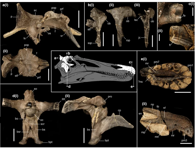 Fichier:Ceratosuchops holotype.webp