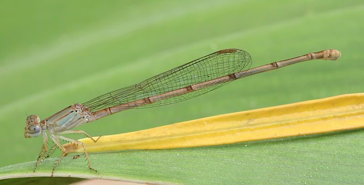 Имматурная женская особь стрекозы Ceriagrion glabrum (фотография сделана в Дар-эс-Саламе, Танзания)