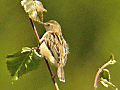 Beccamoschino Cisticola juncidis