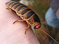 A cockroach in Jonkershoek, Stellenbosch