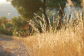 Chemin dans la colline de Bras.