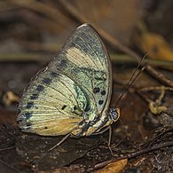 female E. p. phaetusa, Ghana