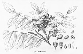 Ilustração em Flora Brasiliensis