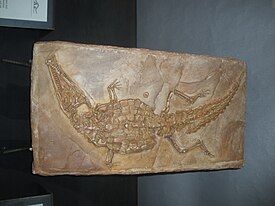 Ископаемые остатки Crocodileimus robustus