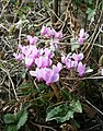 Cyclamen hederifolium