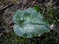 Cyclamen pseudibericum leaf