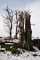 Damaged tree