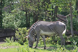 Zebra habitat.