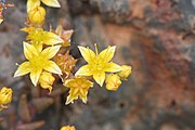subg. Hasseanthus - The flowers of Dudleya variegata