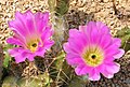 Close up of flowers.