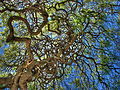 Twisted branches in Emirgan Park, Istanbul.