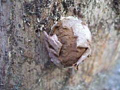 Эталий Reticularia lycoperdon