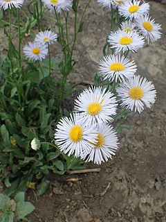 Description de l'image Erigeron speciosus kz01.jpg.