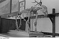 Skeleton of a bear in the entrance to Baumann's Cave