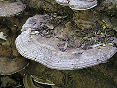 잔나비불로초(Ganoderma applanatum)