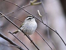 A golden-crowned kinglet perched on a small tree branch