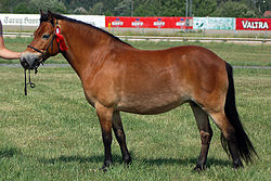 Gotland-Pony in Göteborg