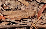 This grasshopper hides from predators by mimicking a dry leaf