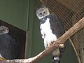 Harpy Eagles