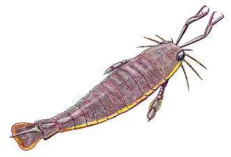 The largest known arthropod, the sea scorpion Jaekelopterus rhenaniae, has been found in estuarine strata from about 390 Ma. It was up to 2.5 m (8.2 ft) long.[286][287]